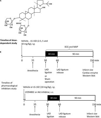 Astragaloside IV Derivative (LS-102) Alleviated Myocardial Ischemia Reperfusion Injury by Inhibiting Drp1Ser616 Phosphorylation-Mediated Mitochondrial Fission